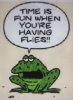 Frog and fly.jpg